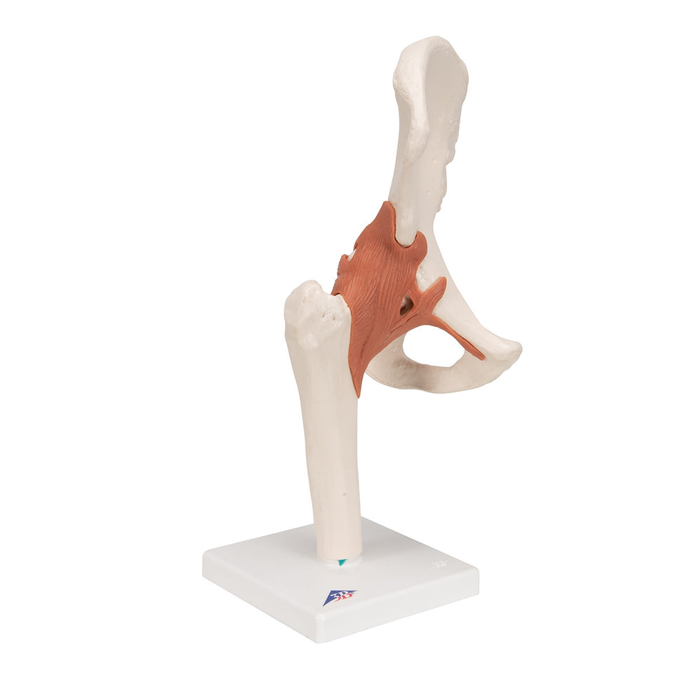 Flexible Anatomical Hip Model