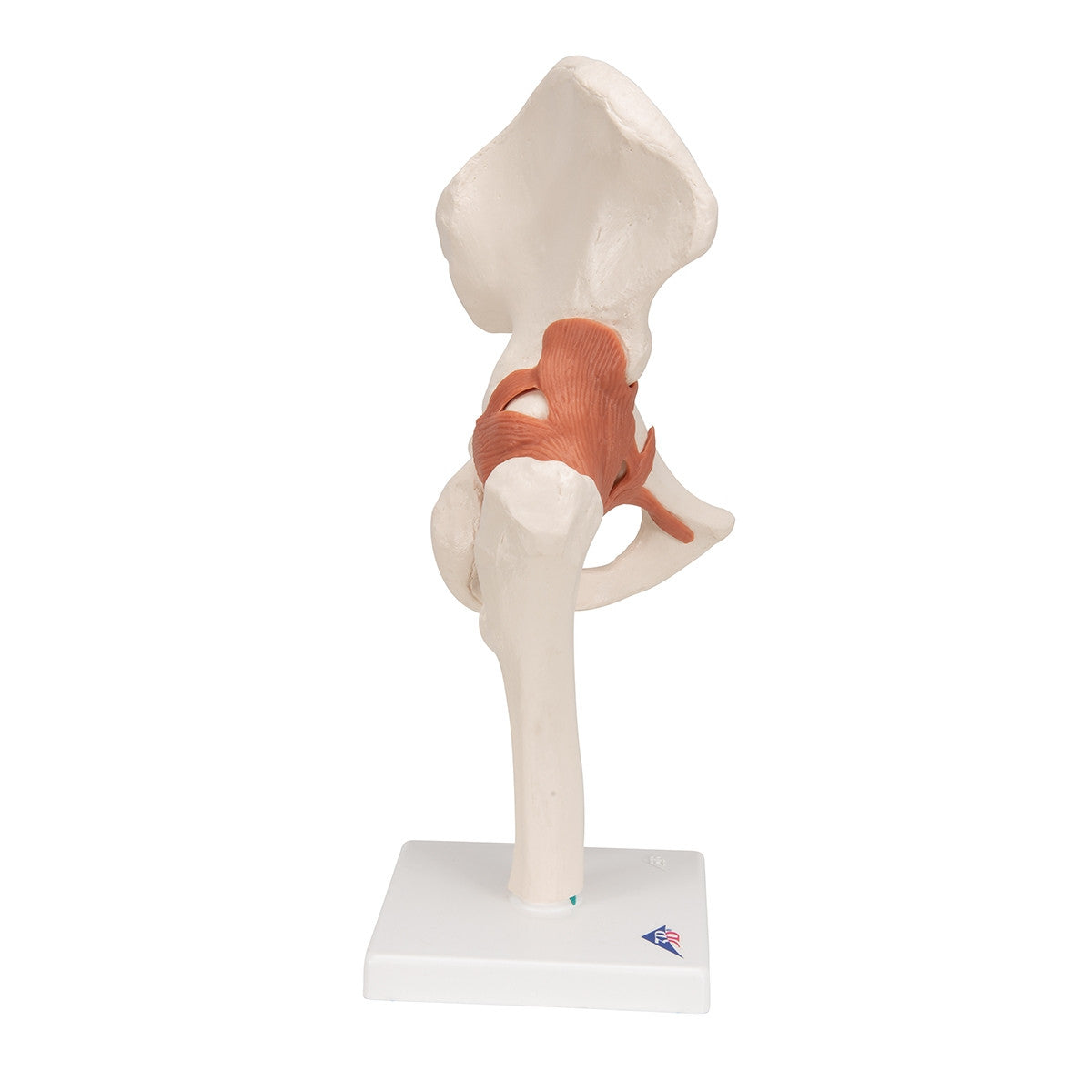 Flexible Anatomical Hip Model