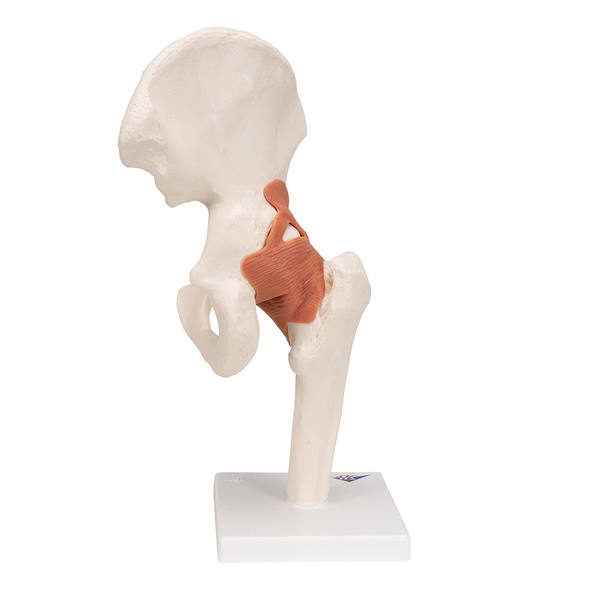 Flexible Anatomical Hip Model