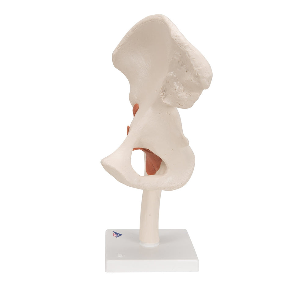 Flexible Anatomical Hip Model