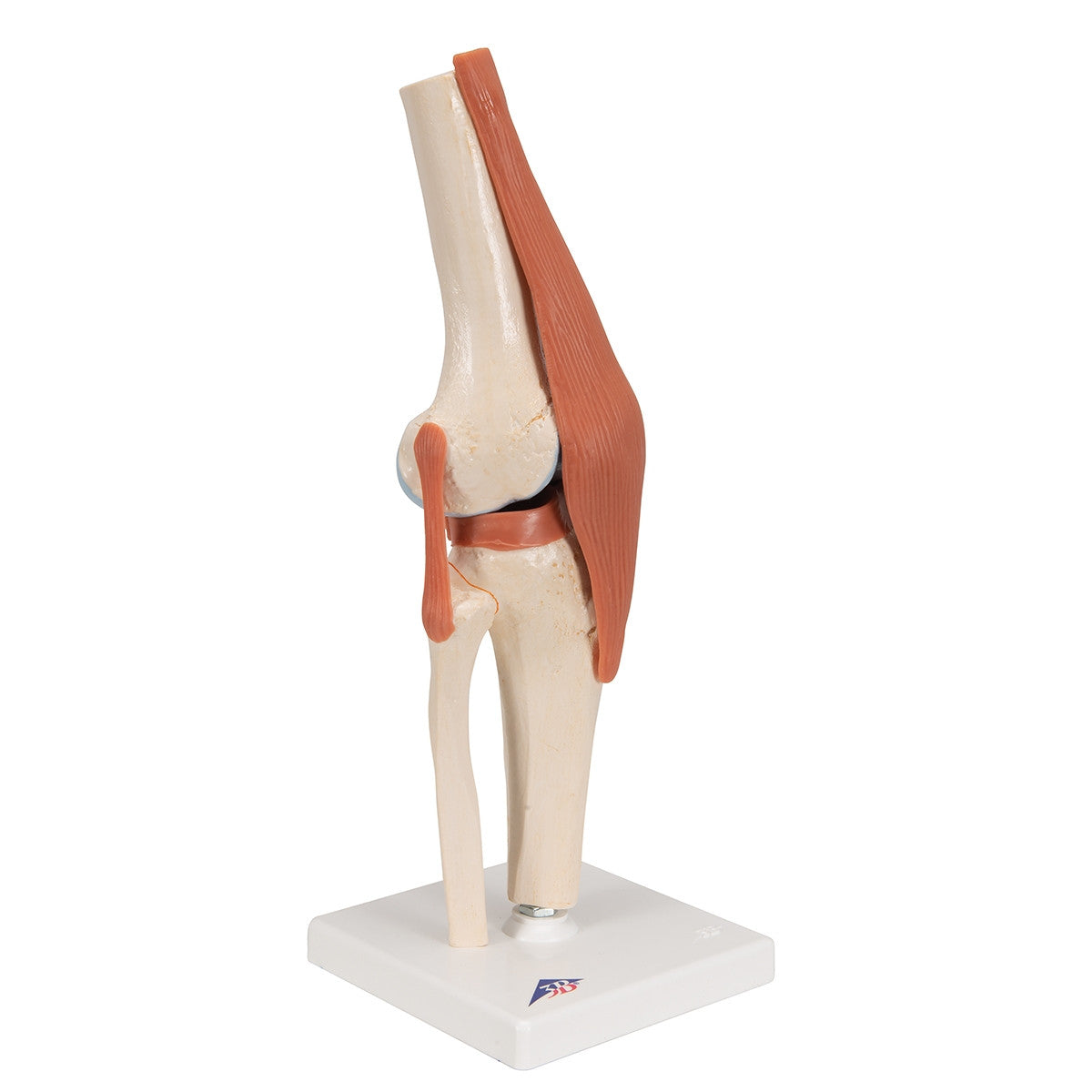 Deluxe Functional Knee Joint Model