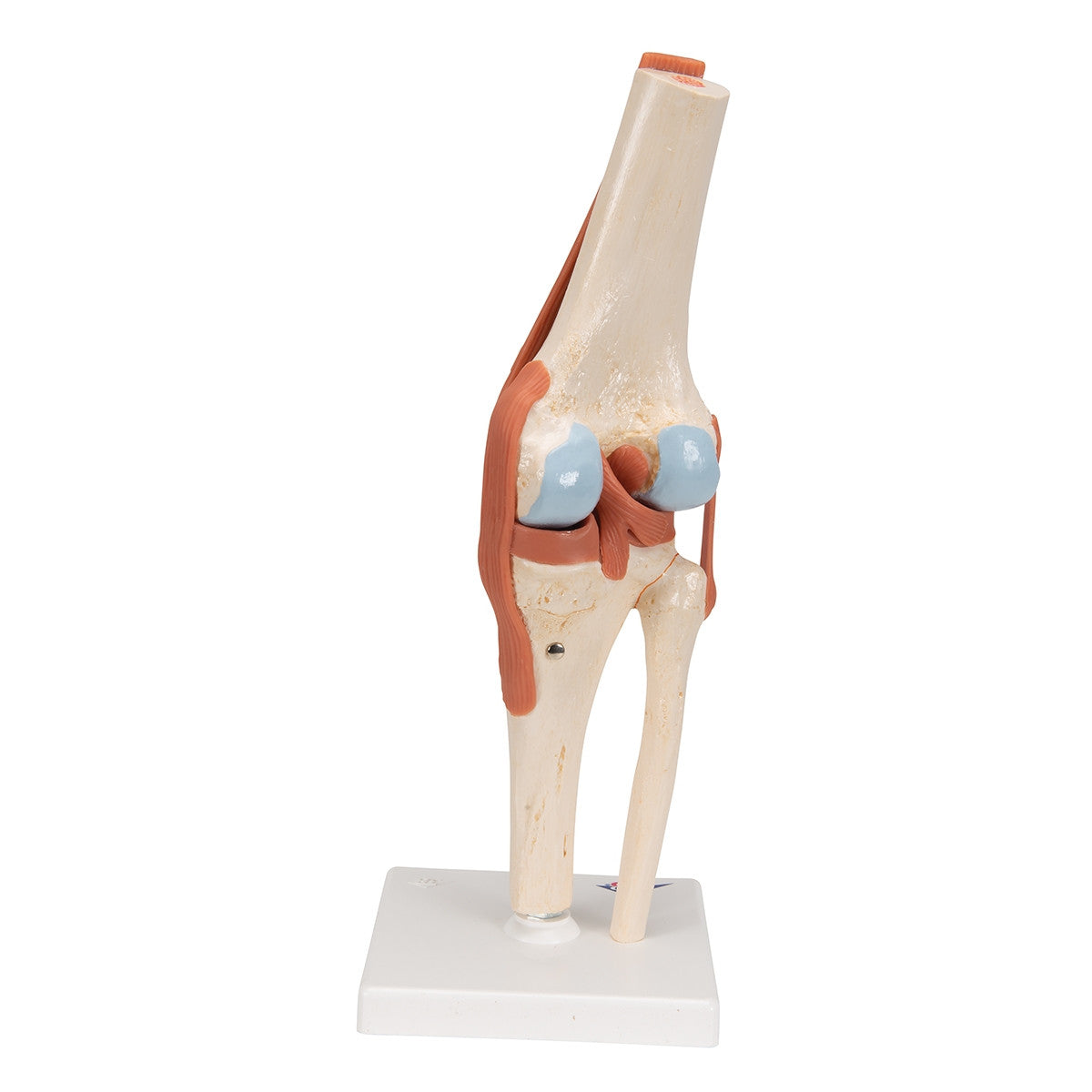 Deluxe Functional Knee Joint Model