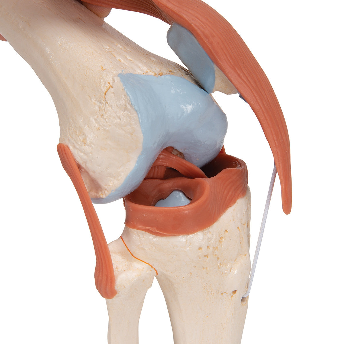 Deluxe Functional Knee Joint Model