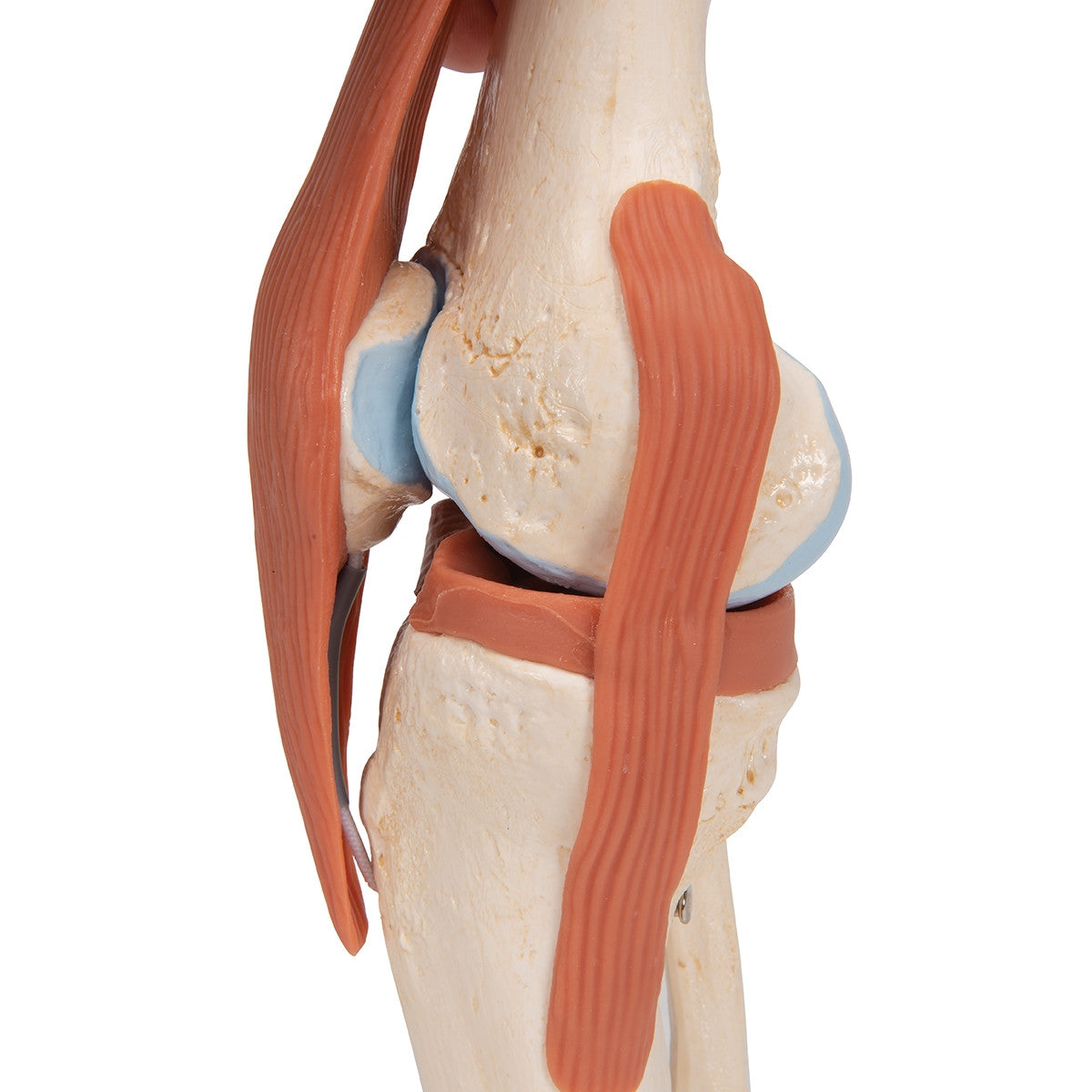 Deluxe Functional Knee Joint Model