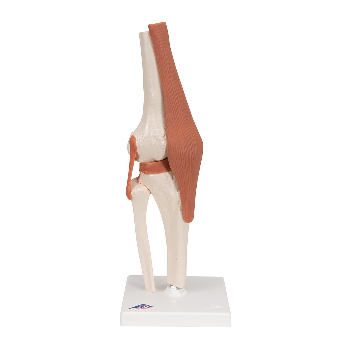 Flexible Anatomical Knee Model