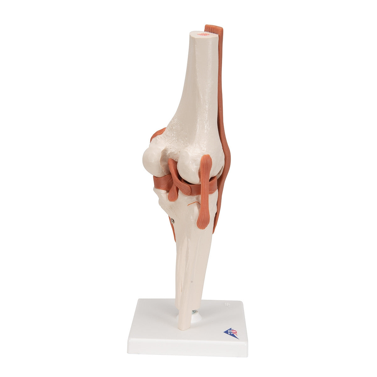 Flexible Anatomical Knee Model