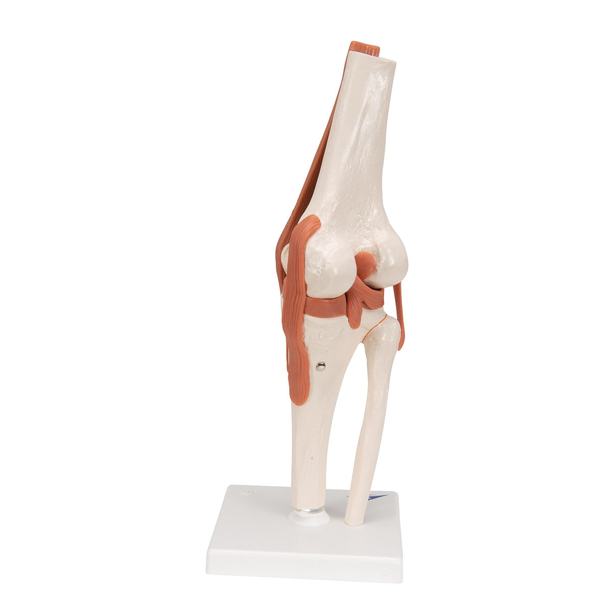 Flexible Anatomical Knee Model