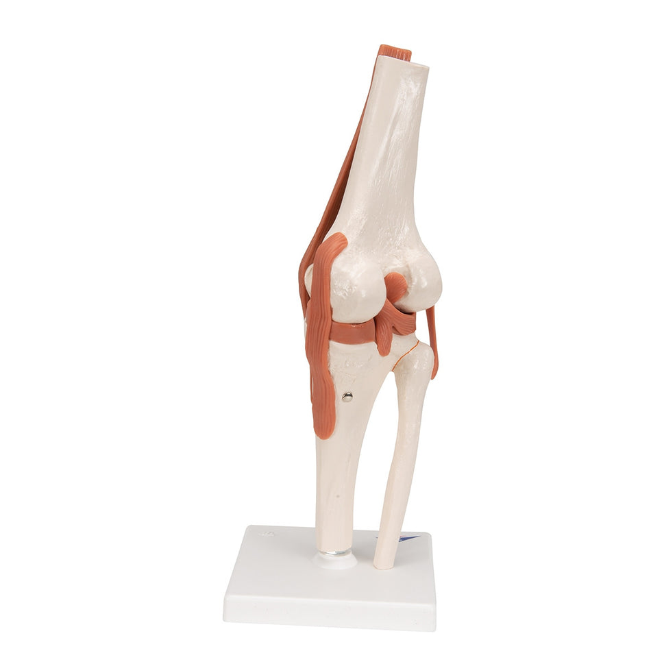 Flexible Anatomical Knee Model