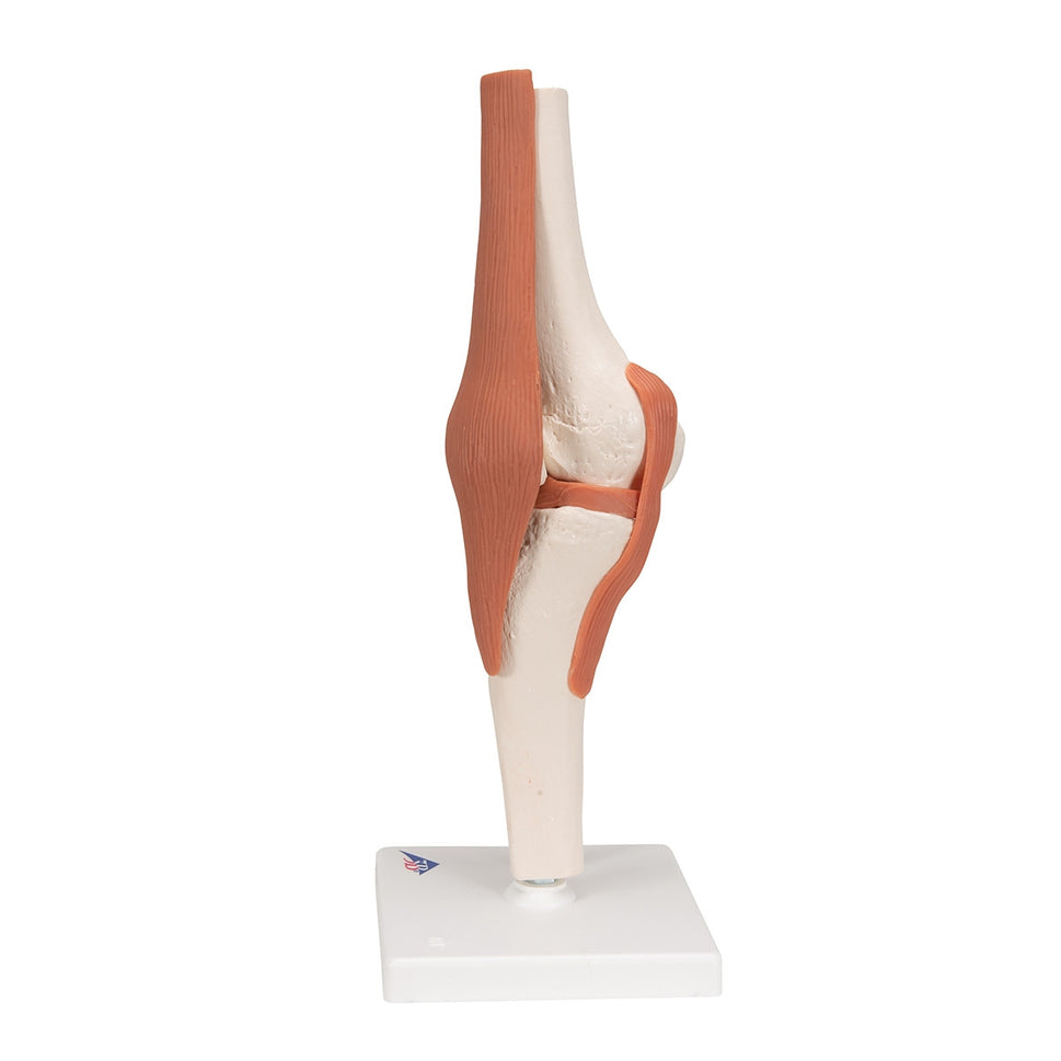 Flexible Anatomical Knee Model