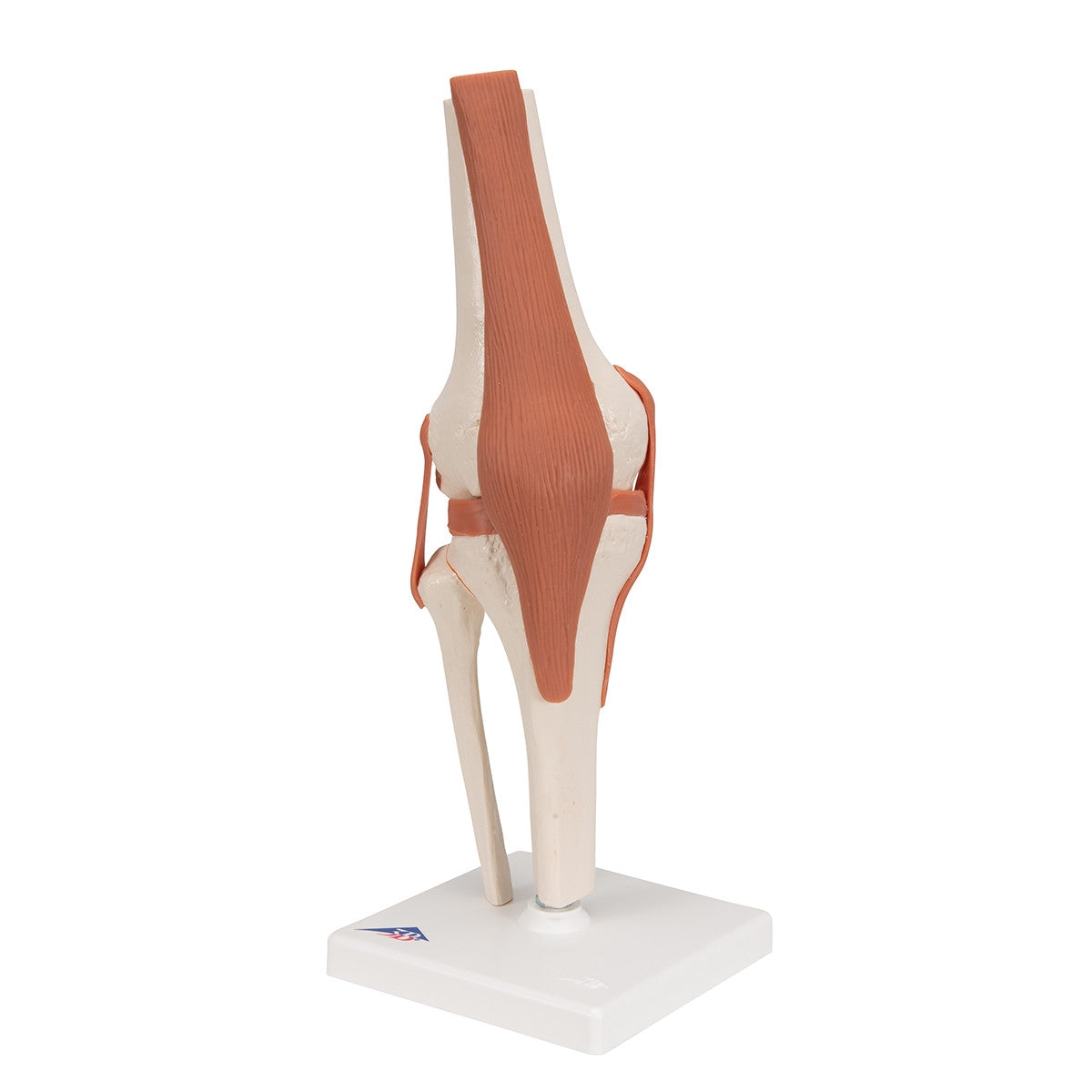 Flexible Anatomical Knee Model