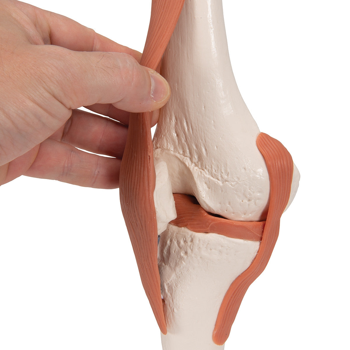 Flexible Anatomical Knee Model