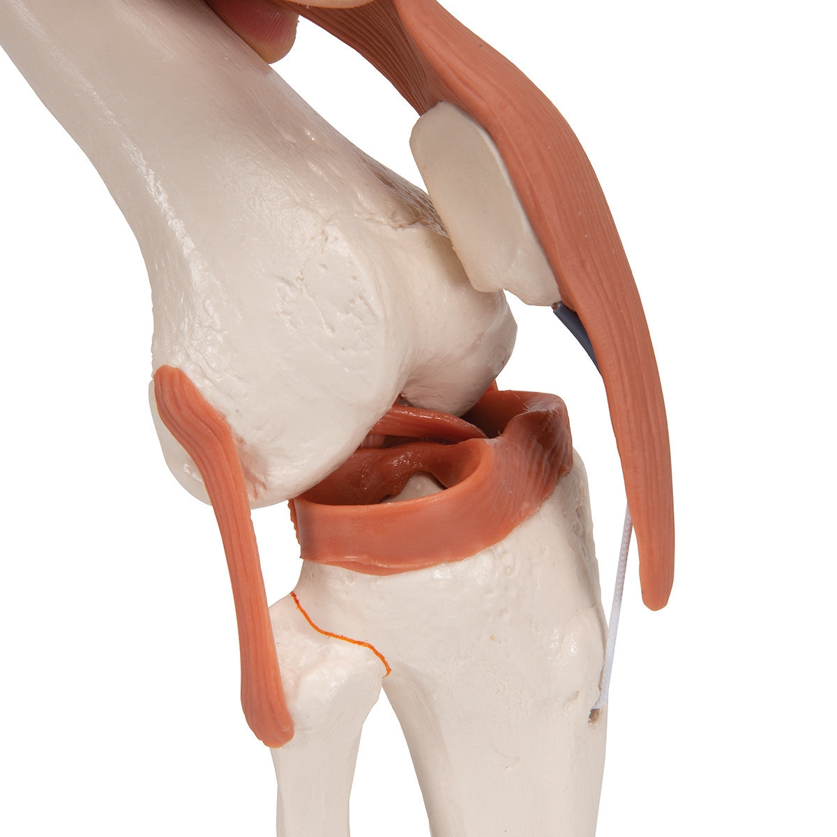 Flexible Anatomical Knee Model