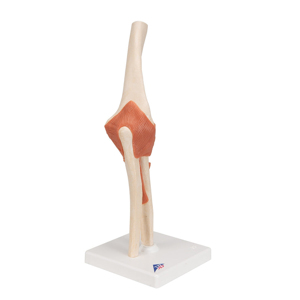 Deluxe Functional Elbow Joint Model