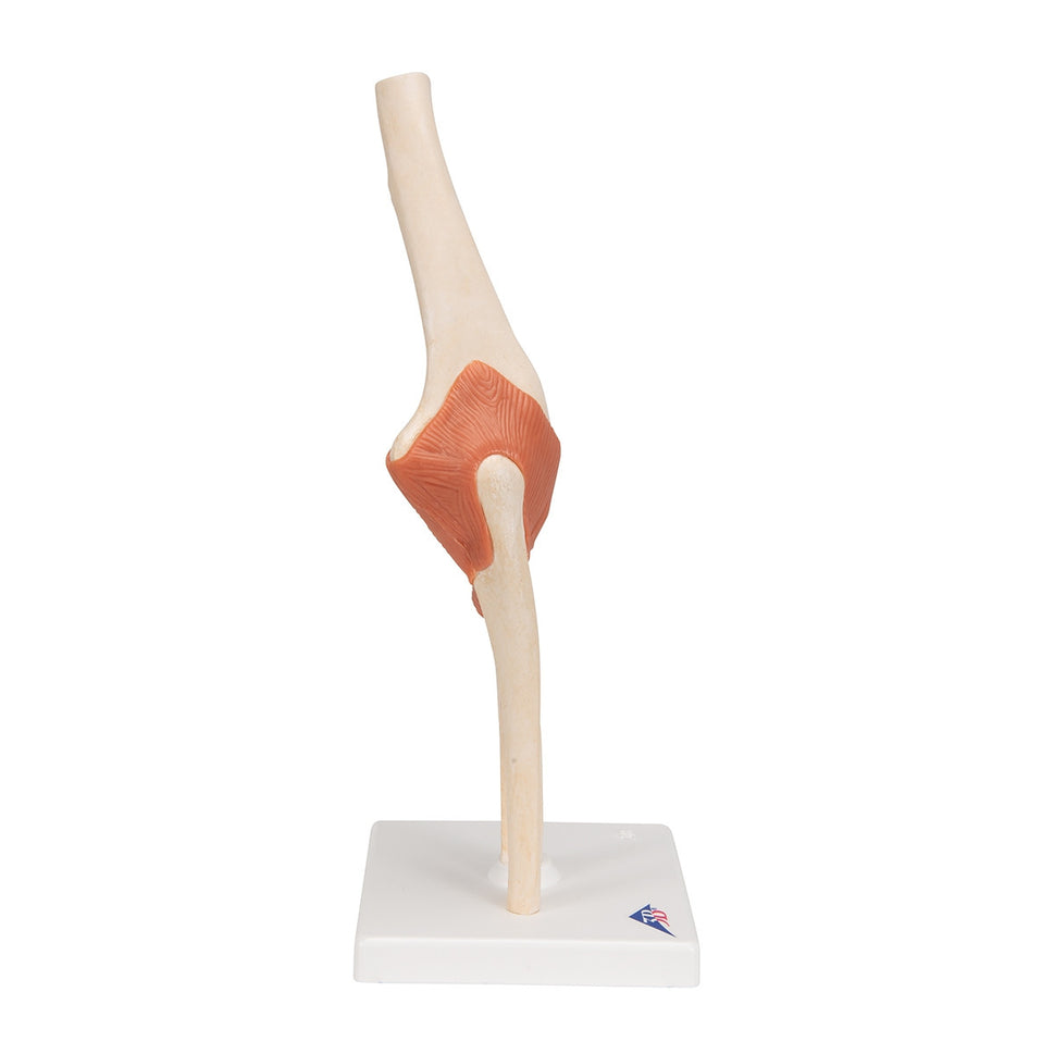 Deluxe Functional Elbow Joint Model