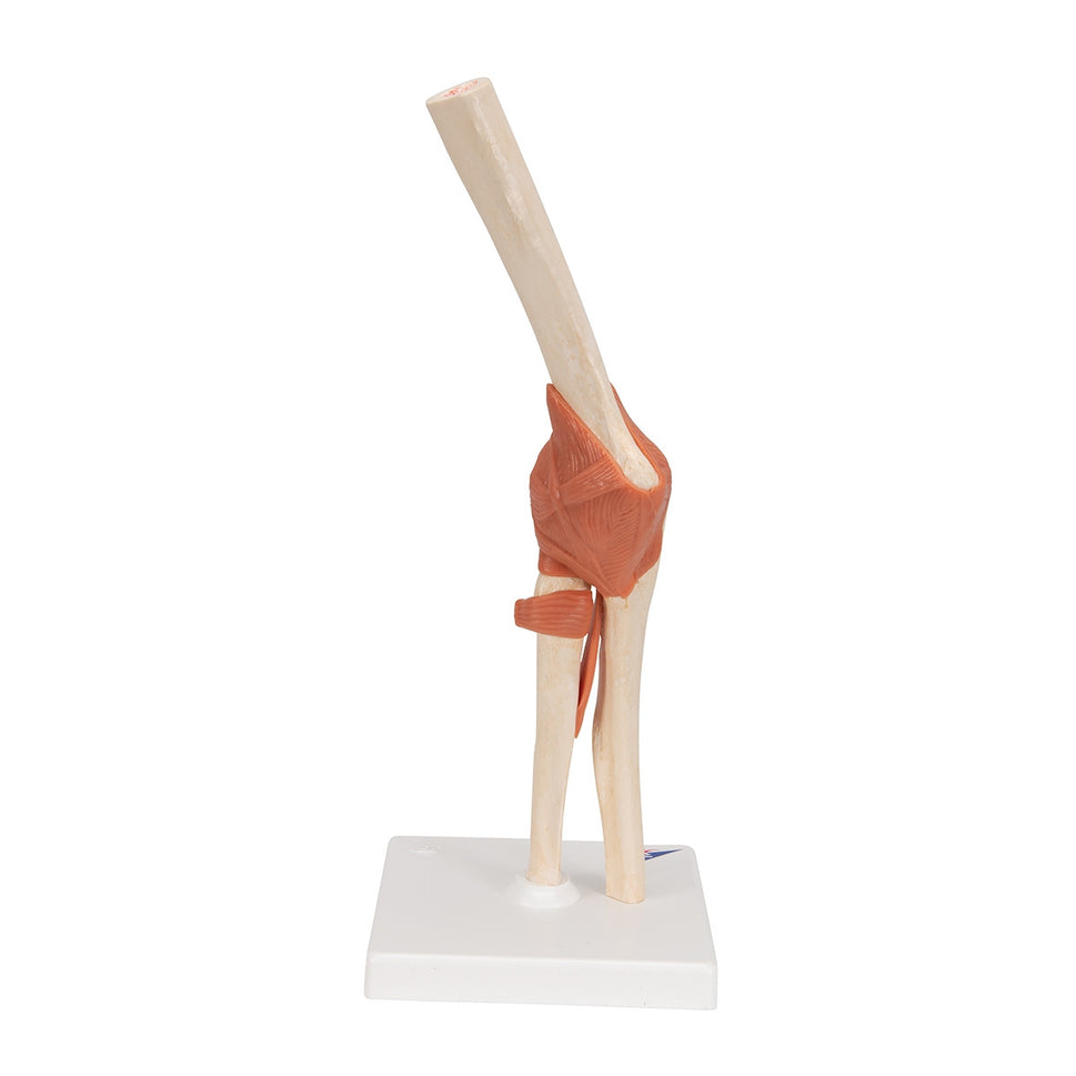 Deluxe Functional Elbow Joint Model
