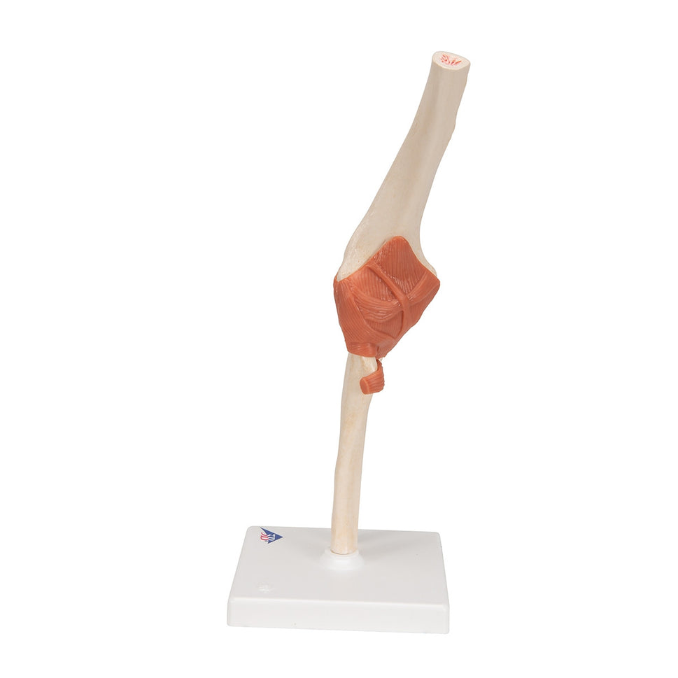 Deluxe Functional Elbow Joint Model