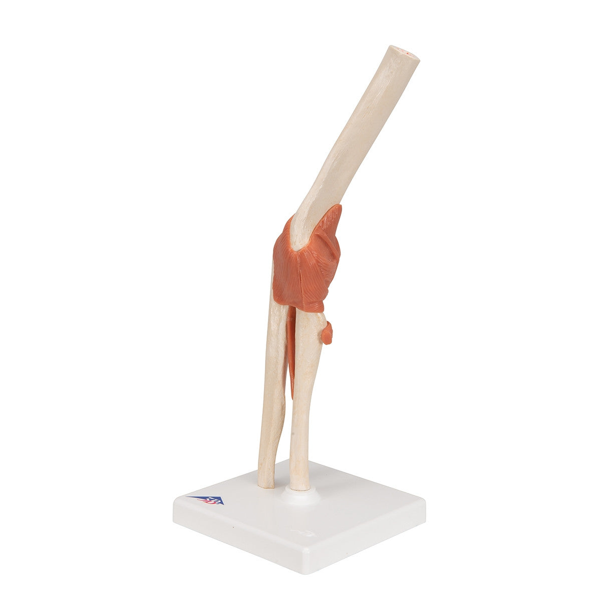 Deluxe Functional Elbow Joint Model