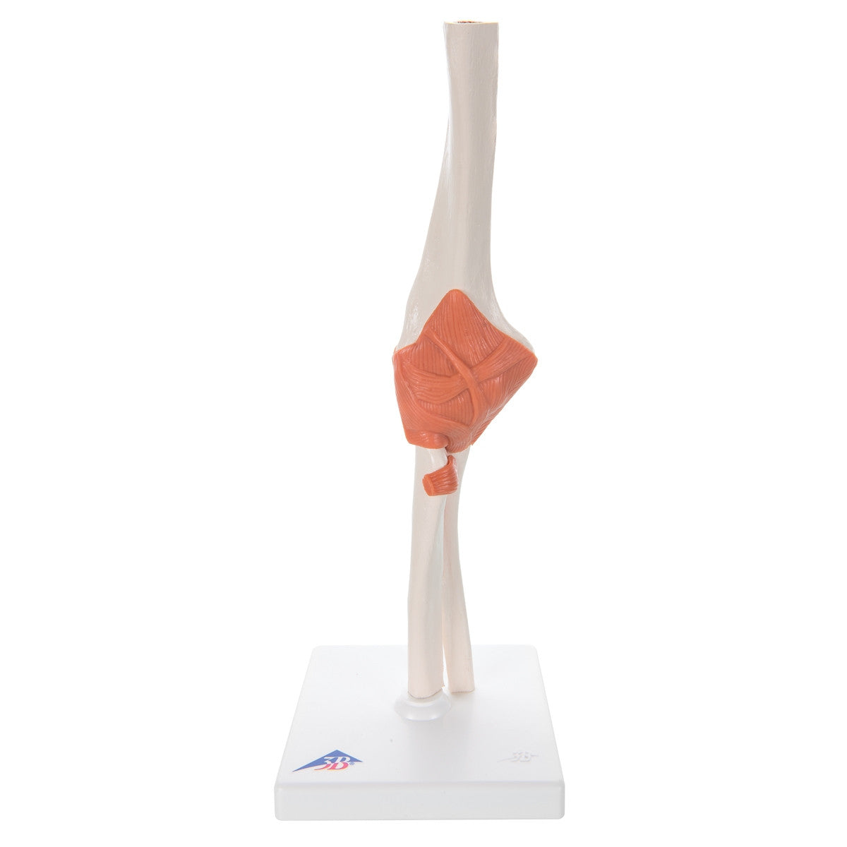 Flexible Anatomical Elbow Model