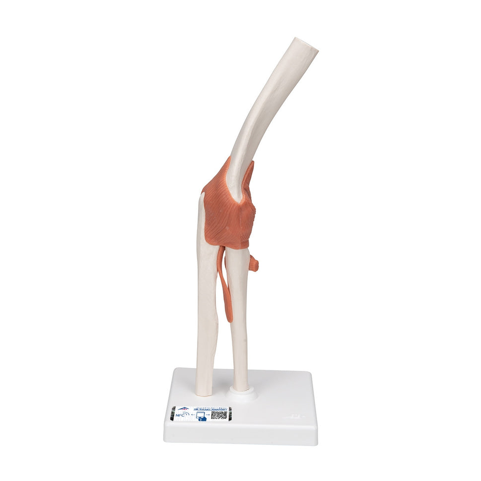 Flexible Anatomical Elbow Model
