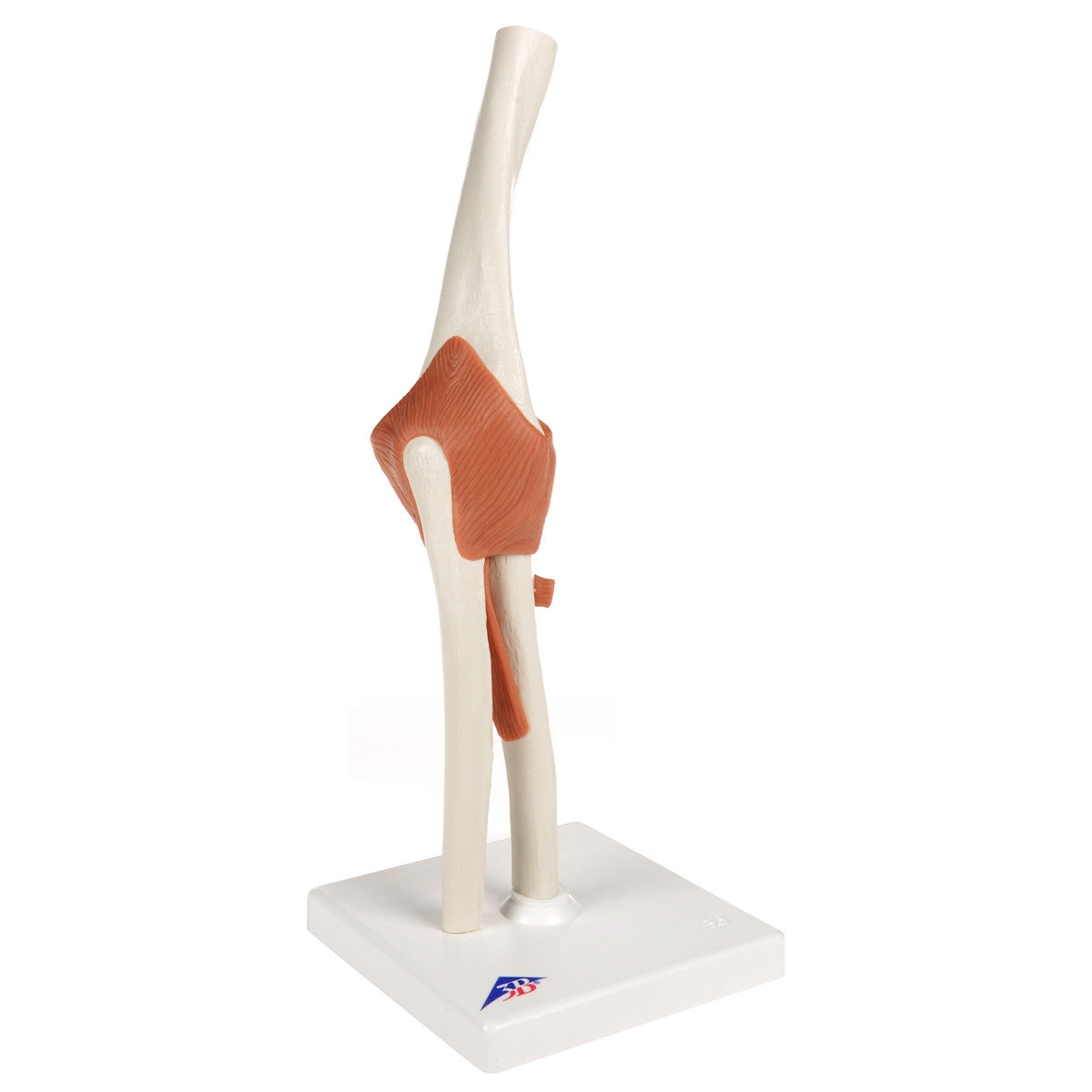 Flexible Anatomical Elbow Model