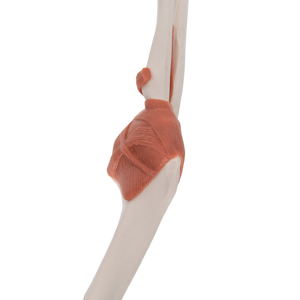 Flexible Anatomical Elbow Model