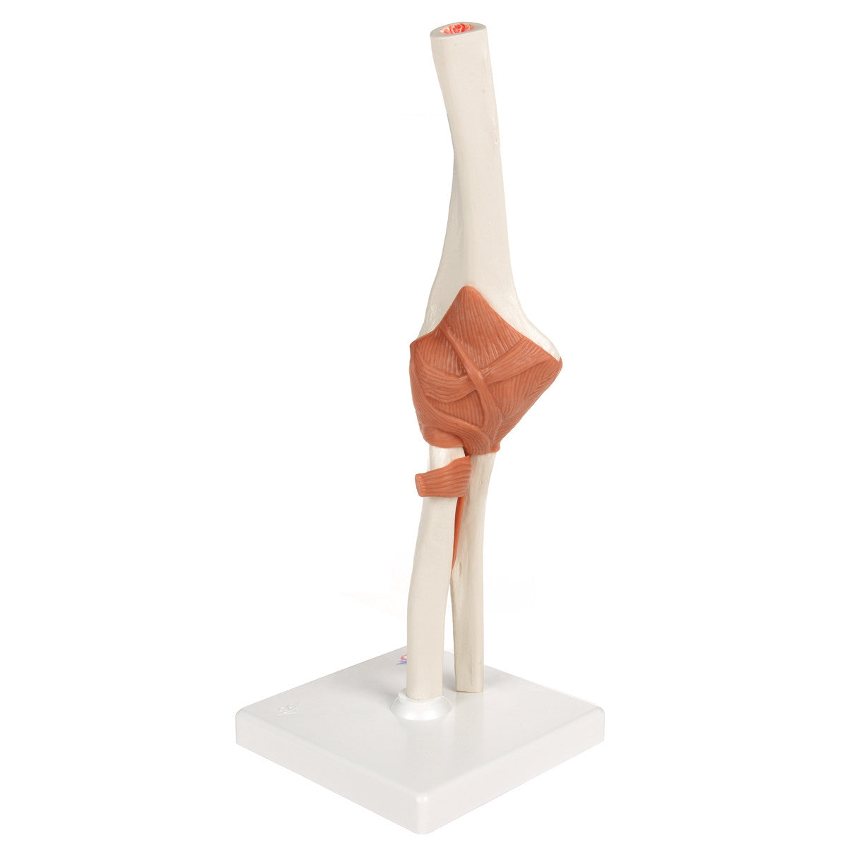 Flexible Anatomical Elbow Model