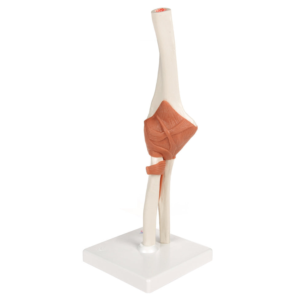 Flexible Anatomical Elbow Model