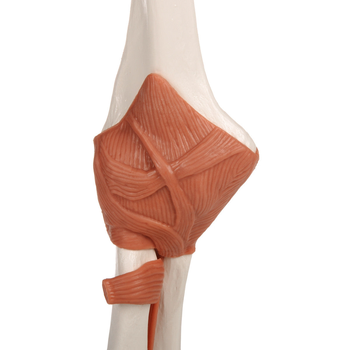 Flexible Anatomical Elbow Model