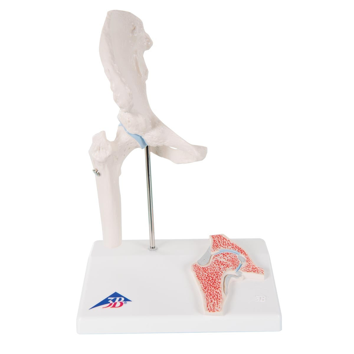 Mini Hip Joint Model with Cross-Section