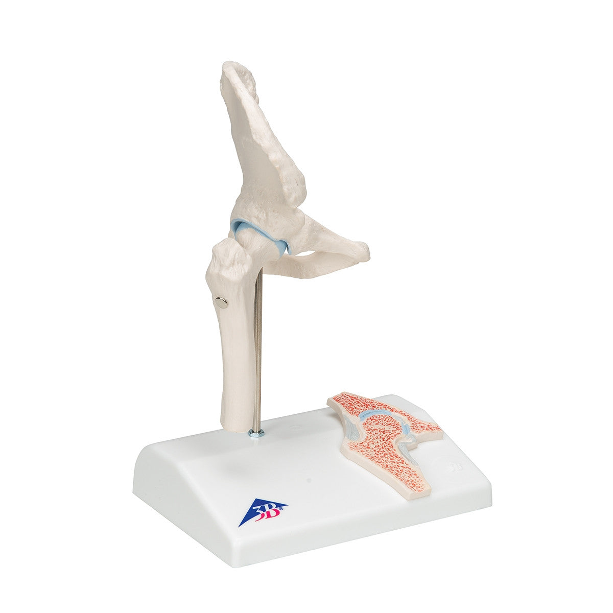 Mini Hip Joint Model with Cross-Section
