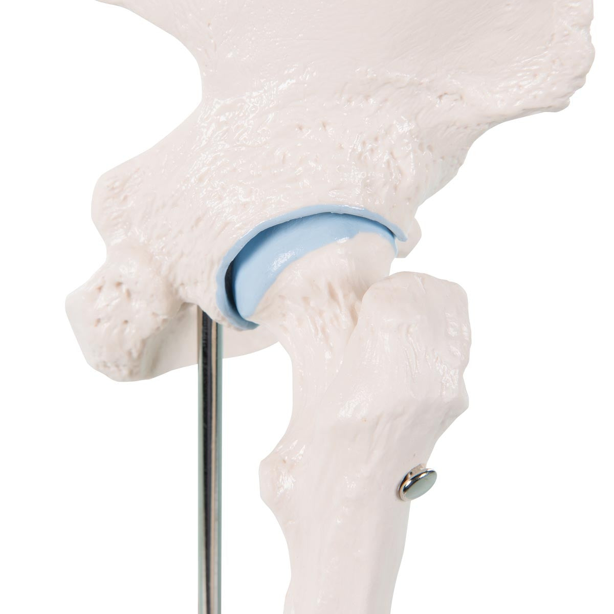 Mini Hip Joint Model with Cross-Section