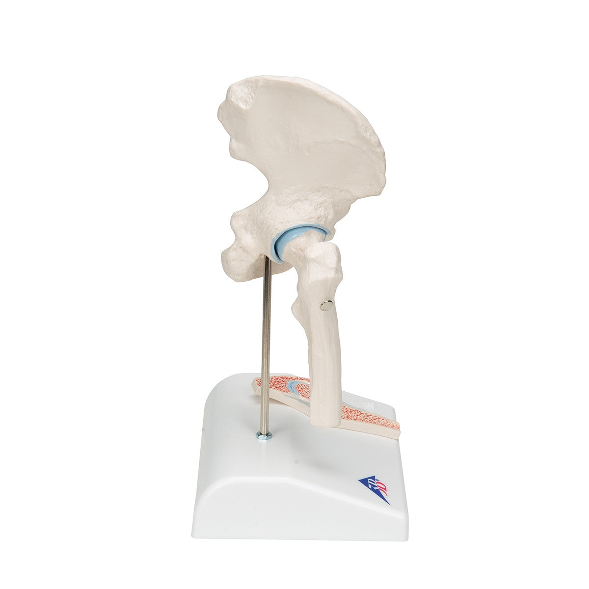 Mini Hip Joint Model with Cross-Section