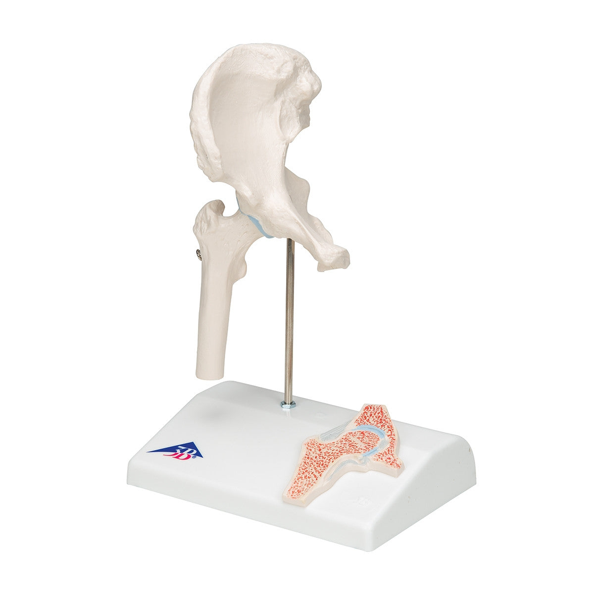 Mini Hip Joint Model with Cross-Section