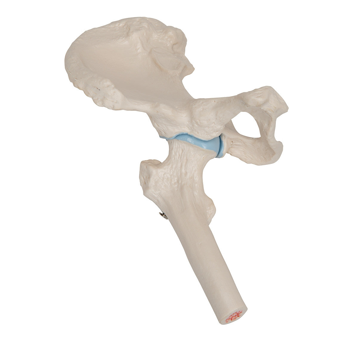 Mini Hip Joint Model with Cross-Section