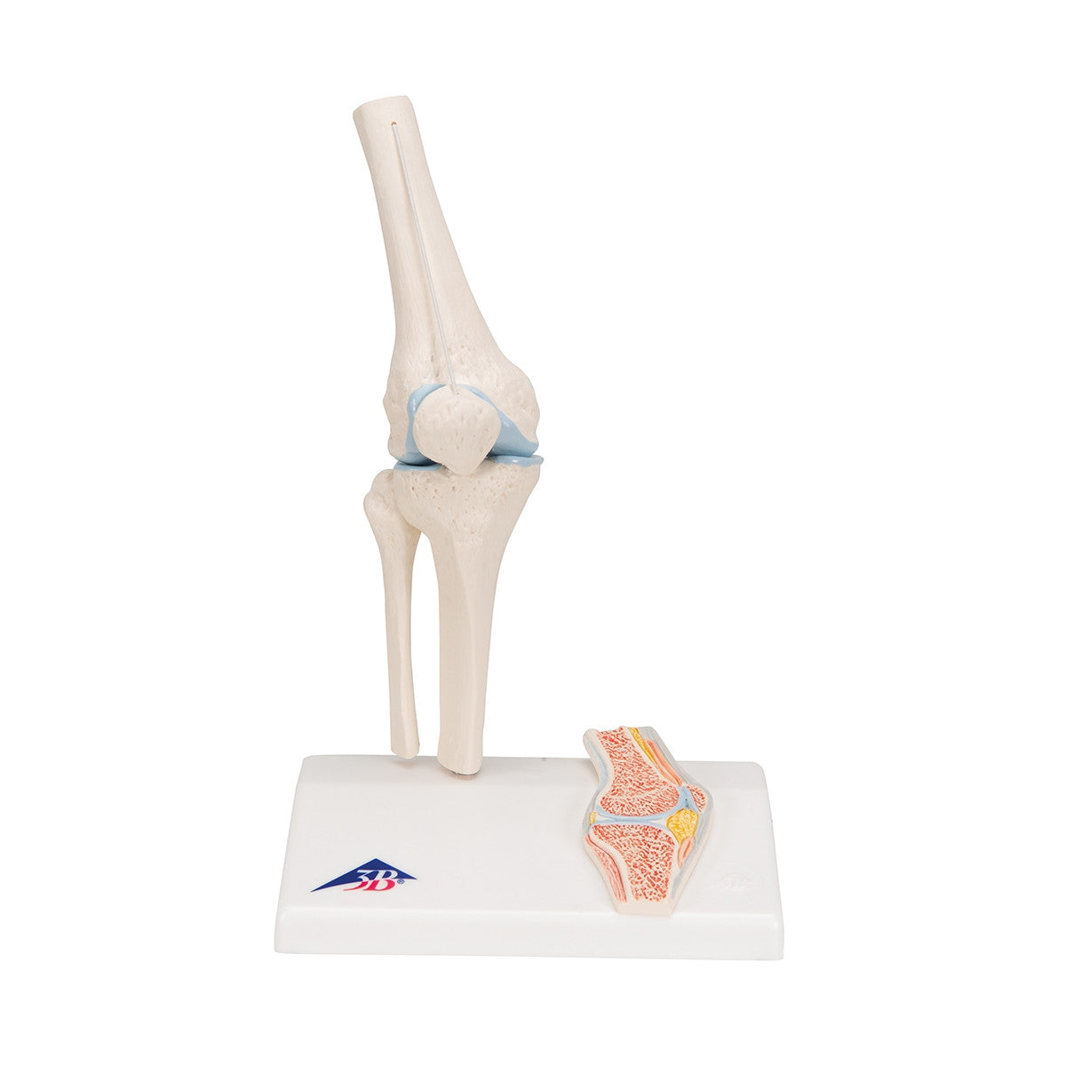 Mini Knee Joint Model with Cross-Section
