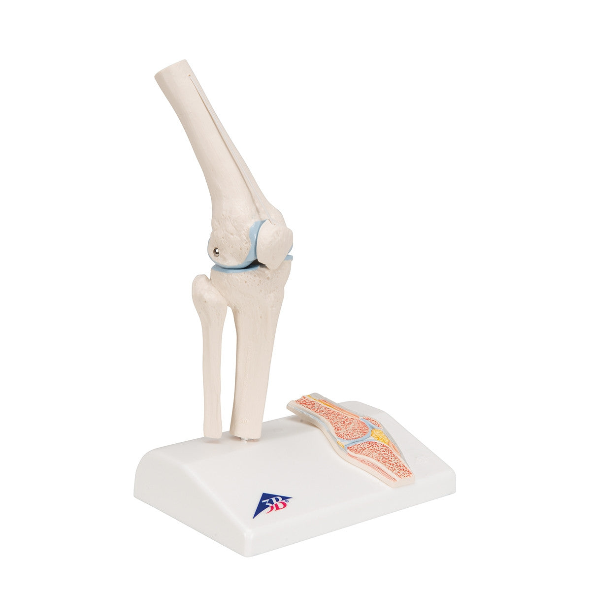 Mini Knee Joint Model with Cross-Section
