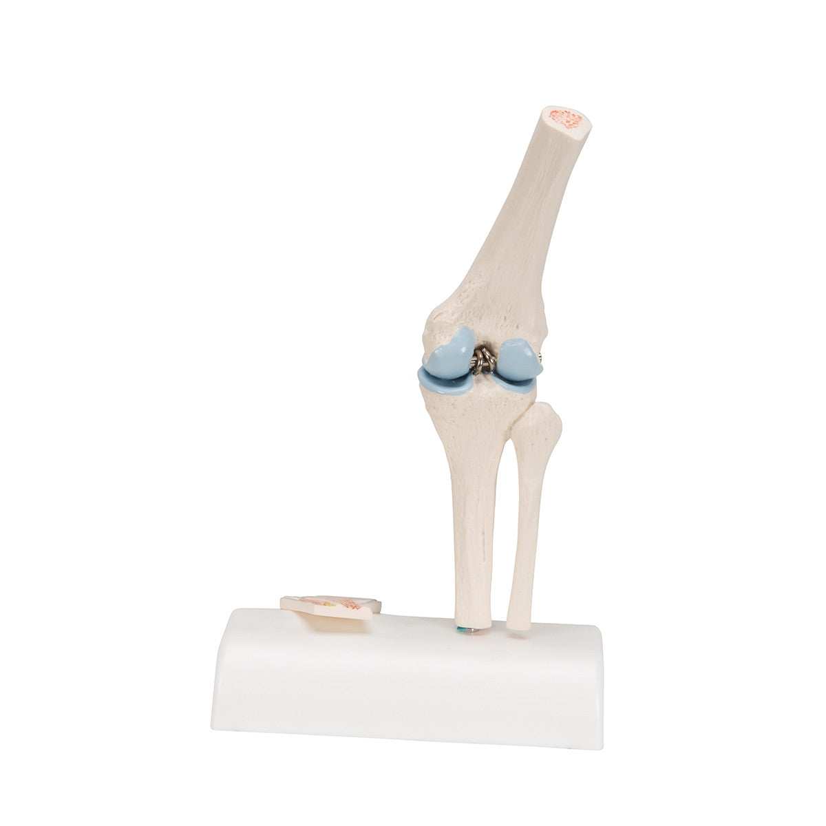 Mini Knee Joint Model with Cross-Section
