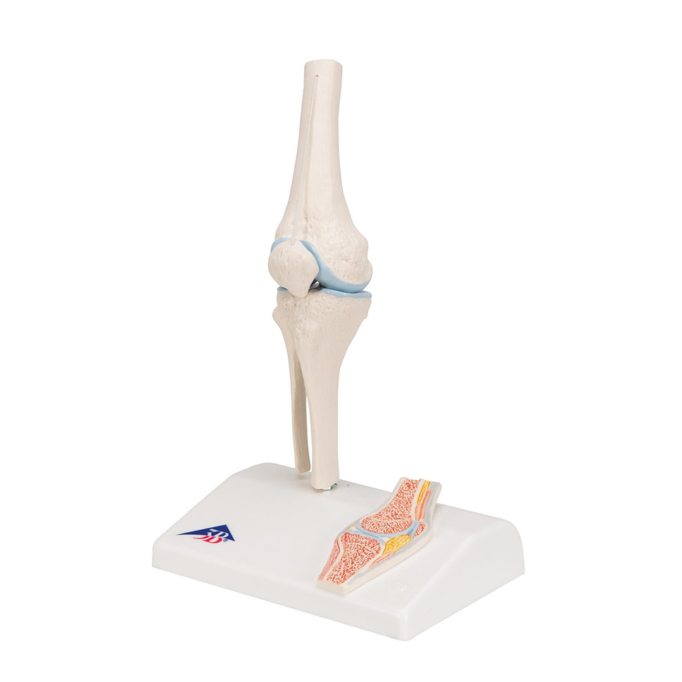 Mini Knee Joint Model with Cross-Section