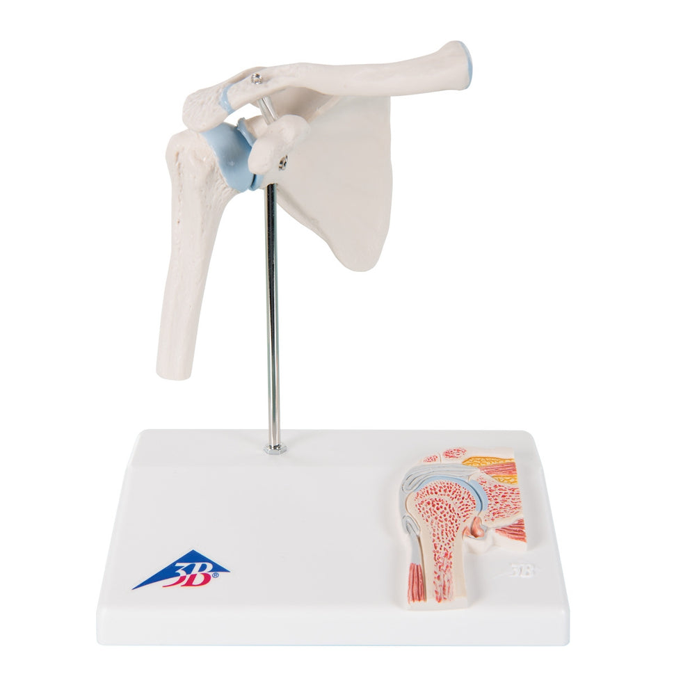 Mini Shoulder Joint Model with Cross-Section