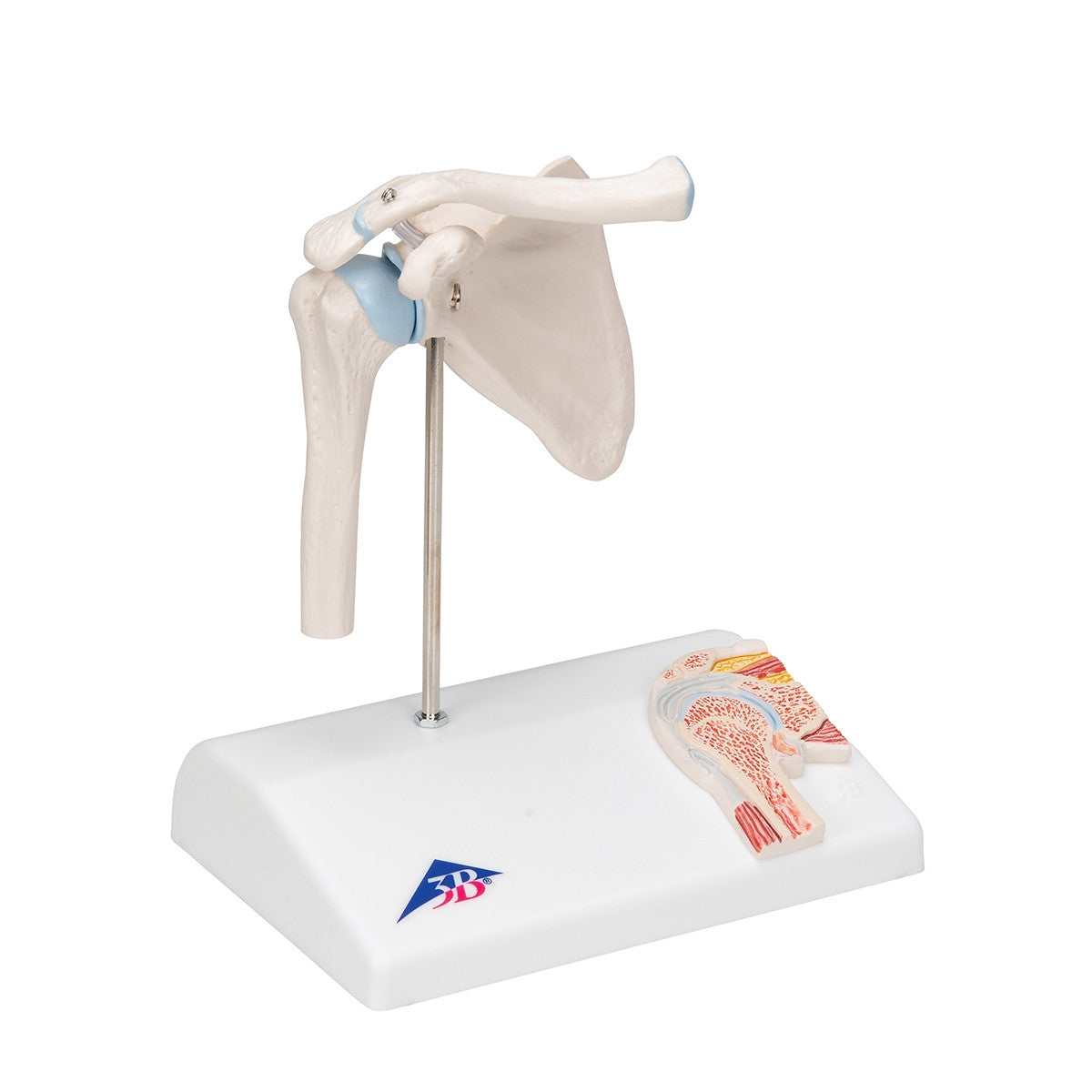 Mini Shoulder Joint Model with Cross-Section