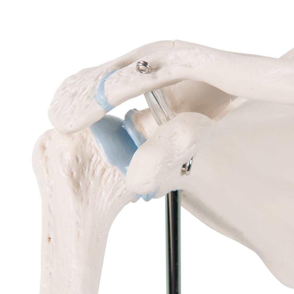 Mini Shoulder Joint Model with Cross-Section