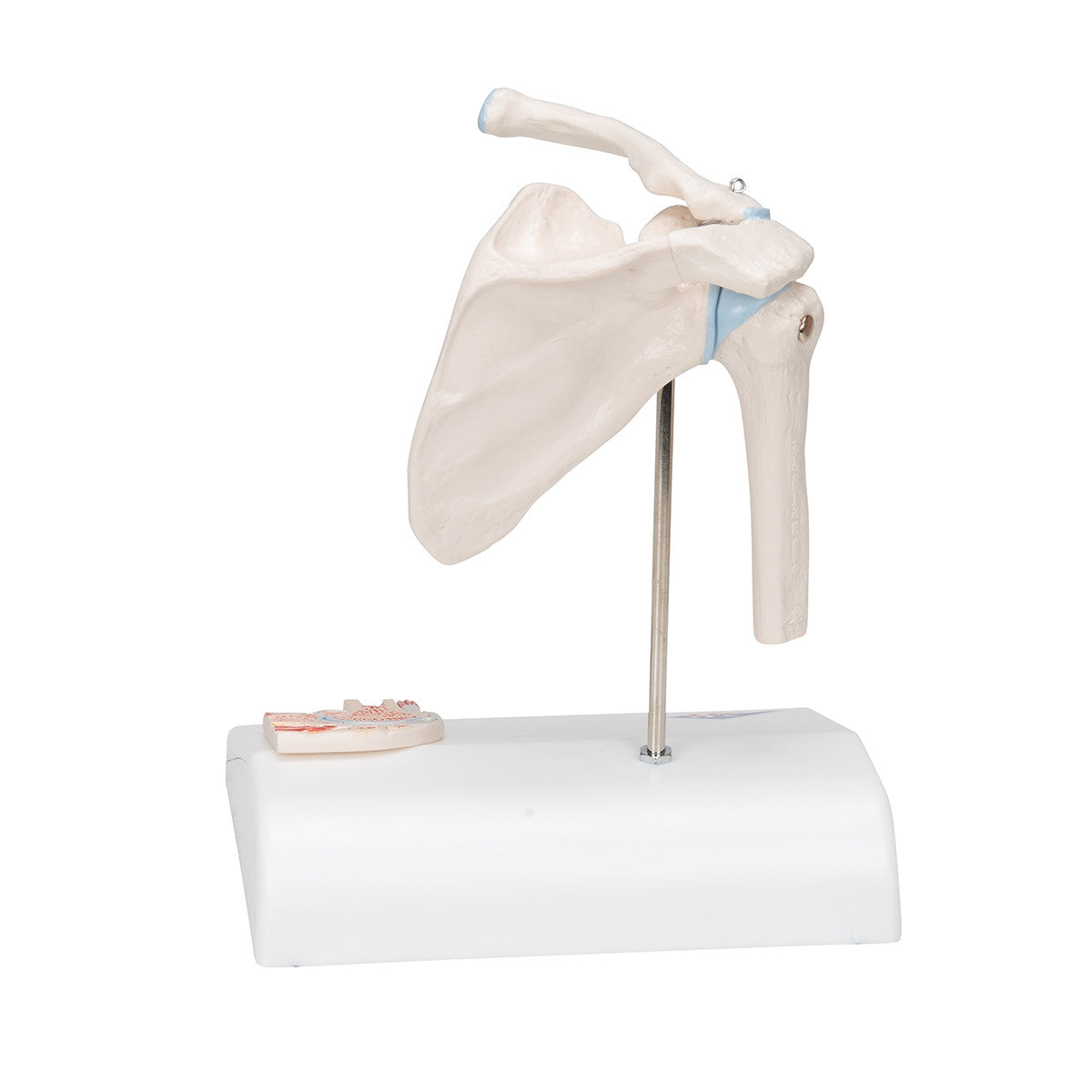 Mini Shoulder Joint Model with Cross-Section