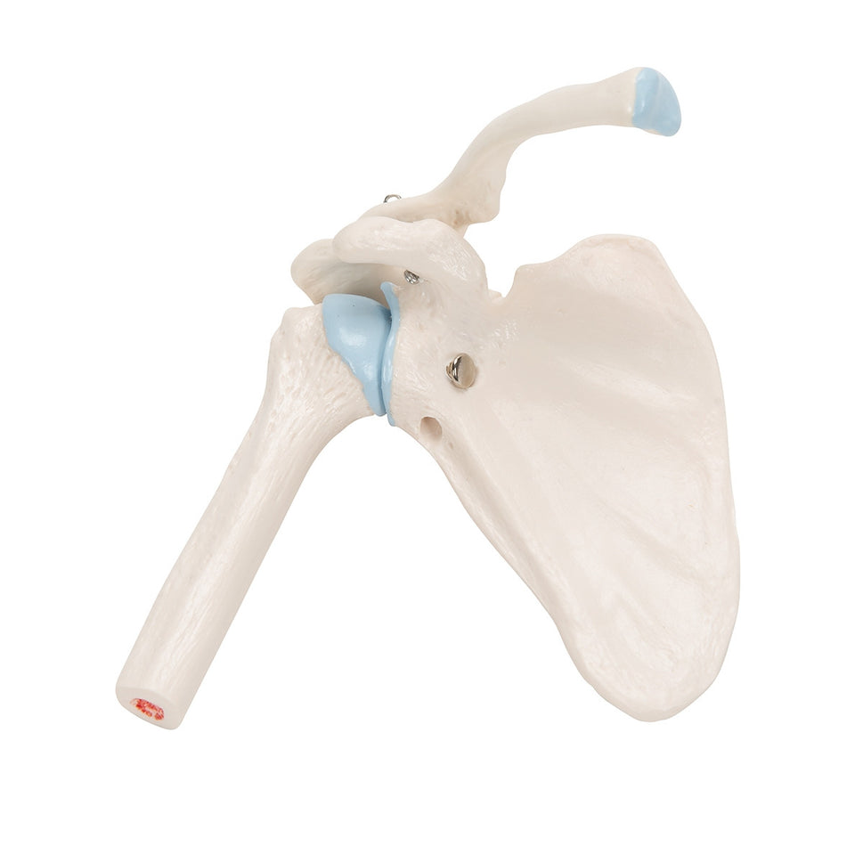 Mini Shoulder Joint Model with Cross-Section