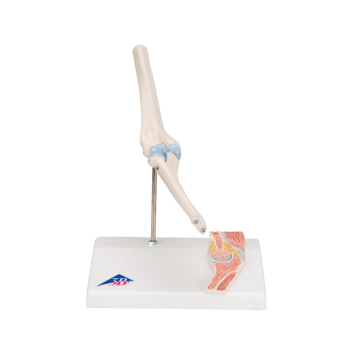 Mini Elbow Joint Model with Cross-Section