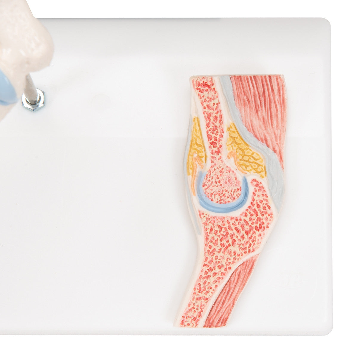 Mini Elbow Joint Model with Cross-Section