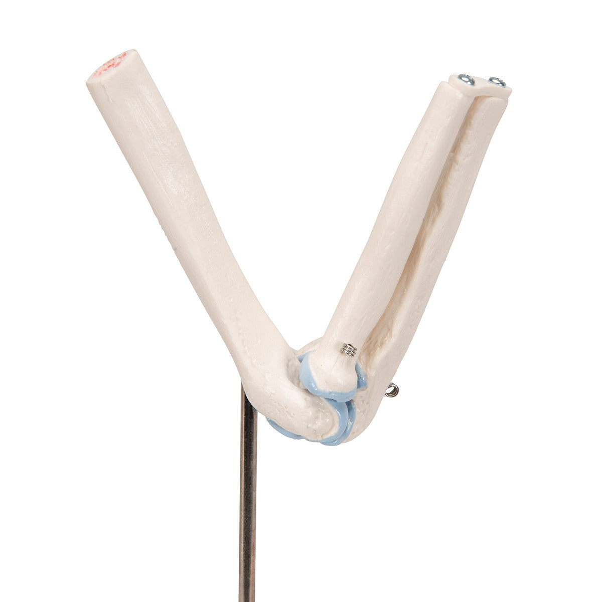 Mini Elbow Joint Model with Cross-Section