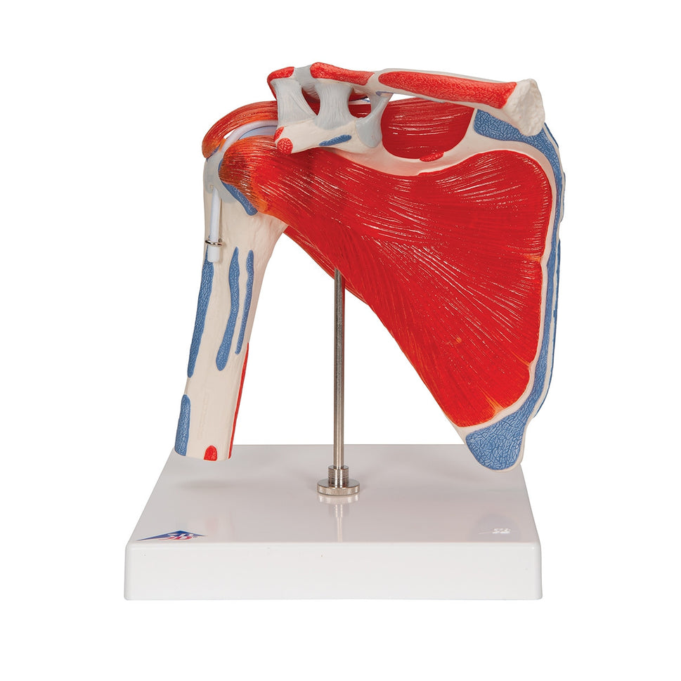 Shoulder Joint Model with Rotator Cuff Muscles (5 part)