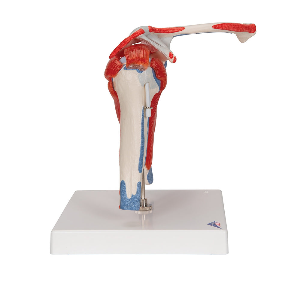 Shoulder Joint Model with Rotator Cuff Muscles (5 part)