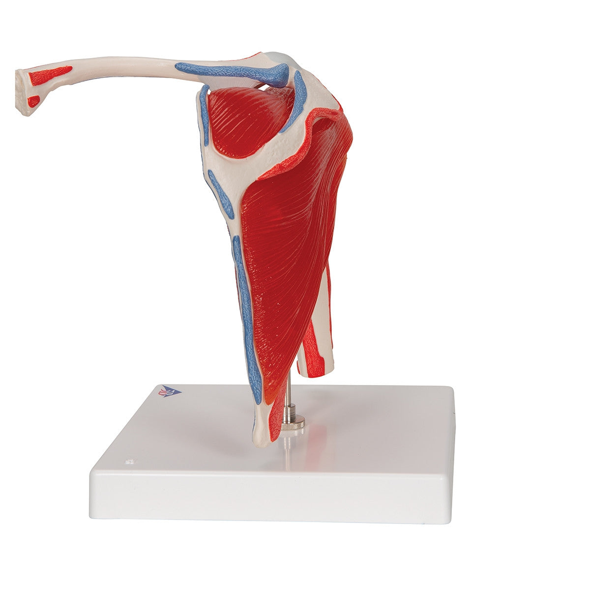 Shoulder Joint Model with Rotator Cuff Muscles (5 part)