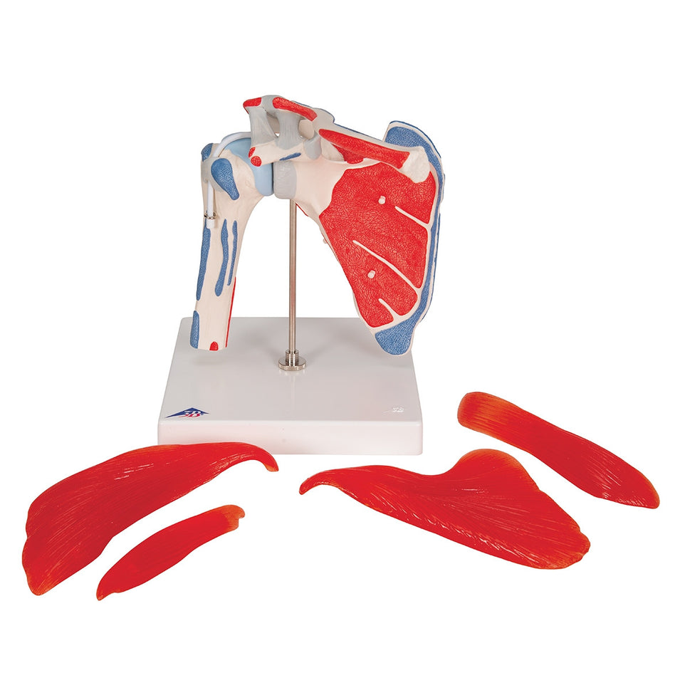Shoulder Joint Model with Rotator Cuff Muscles (5 part)